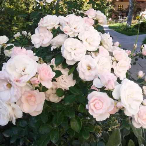 Роза флорибунда Аспирин (Aspirin Rose) Роза флорибунда Аспирин (Aspirin Rose)