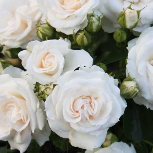 Роза флорибунда Аспирин (Aspirin Rose) Роза флорибунда Аспирин (Aspirin Rose)