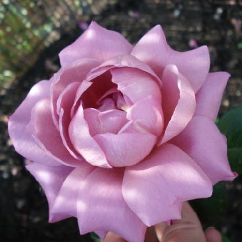 Роза парково-кустовая Россион Роза парково-кустовая Россион