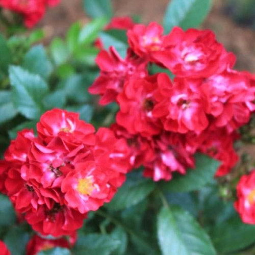 Роза почвопокровная Иониум (Aeonium) Роза почвопокровная Иониум (Aeonium)