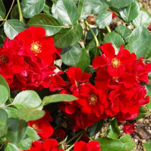 Роза почвопокровная Иониум (Aeonium) Роза почвопокровная Иониум (Aeonium)