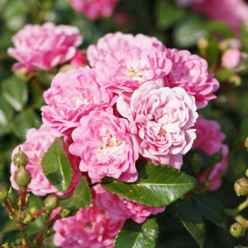 Роза почвопокровная Фейри (The Fairy) Роза почвопокровная Фейри (The Fairy)