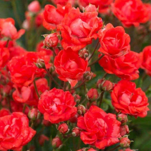 Роза патио и спрей Бэби Баккара (Baby Baccara) Роза патио и спрей Бэби Баккара (Baby Baccara)