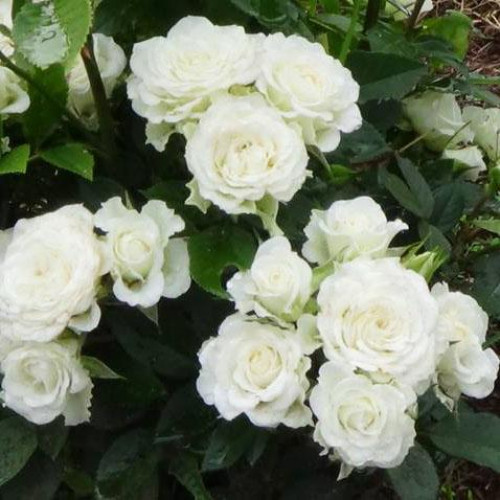 Роза патио и спрей Корснода (Corned) Роза патио и спрей Корснода (Corned)