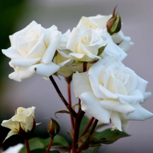 Роза патио и спрей Корснода (Corned) Роза патио и спрей Корснода (Corned)