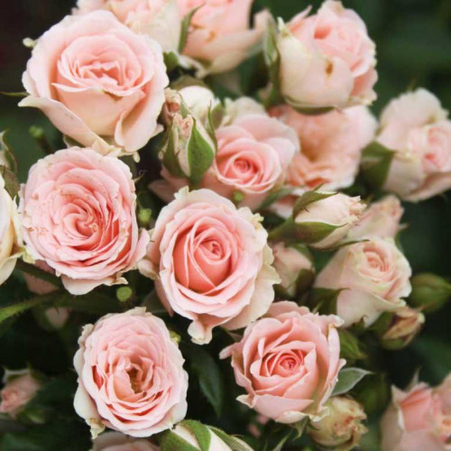 Роза патио и спрей Лидия (Lydia) Роза патио и спрей Лидия (Lydia)