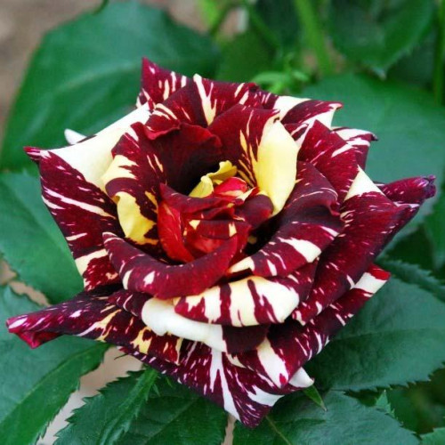 Роза чайно-гибридная Абракадабра Роза чайно-гибридная Абракадабра