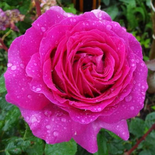 Роза чайно-гибридная Samantha Роза чайно-гибридная Samantha