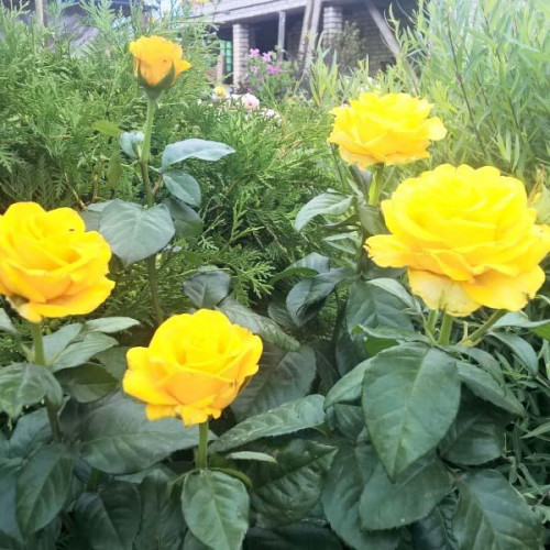 Роза чайно-гибридная Sphinx Роза чайно-гибридная Sphinx