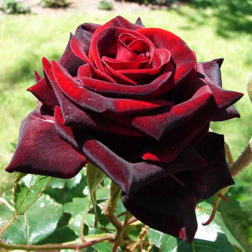Роза чайно-гибридная Черная Магия (Black Magic) Роза чайно-гибридная Черная Магия (Black Magic)