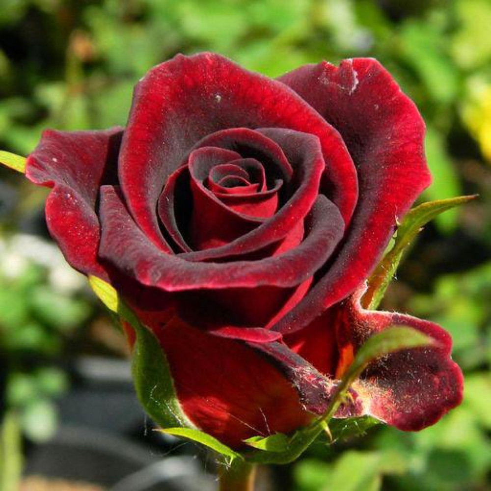 Черная магия розы фото и описание сорта