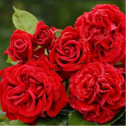 Роза плетистая Сантана (Santana) Роза плетистая Сантана (Santana)