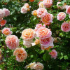 Роза английская кустовая Абрахам Дерби (Abraham Darby) Роза английская кустовая Абрахам Дерби (Abraham Darby)