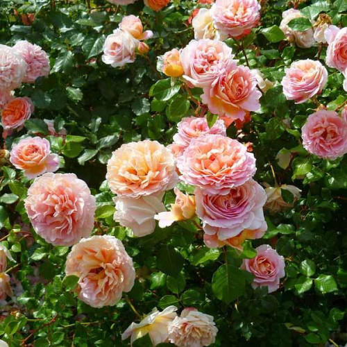 Роза английская кустовая Абрахам Дерби (Abraham Darby) Роза английская кустовая Абрахам Дерби (Abraham Darby)