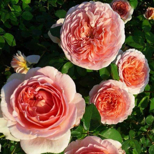 Роза английская кустовая Абрахам Дерби (Abraham Darby) Роза английская кустовая Абрахам Дерби (Abraham Darby)