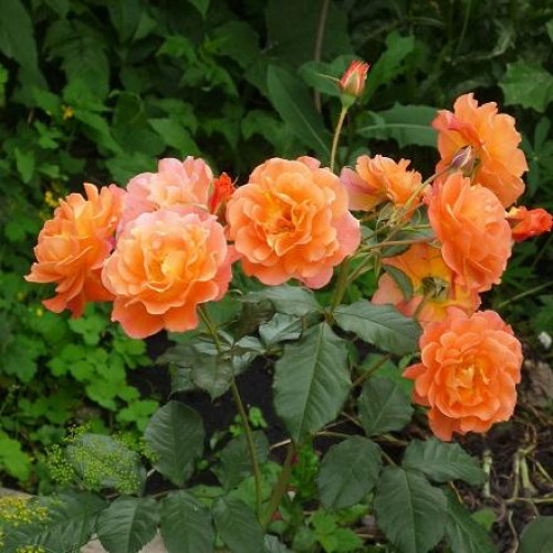 Роза шраб Вестерланд (Westerland) Роза шраб Вестерланд (Westerland)