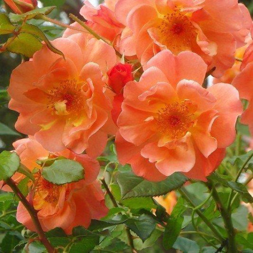 Роза шраб Вестерланд (Westerland) Роза шраб Вестерланд (Westerland)