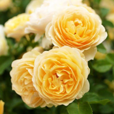 Роза английская кустовая Грэхам Томас (Graham Thomas)