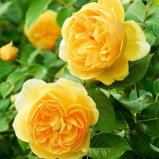 Роза английская кустовая Грэхам Томас (Graham Thomas)