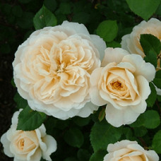 Роза английская кустовая Чайковский (Tchaikovski)