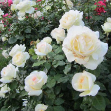 Роза английская кустовая Чайковский (Tchaikovski)