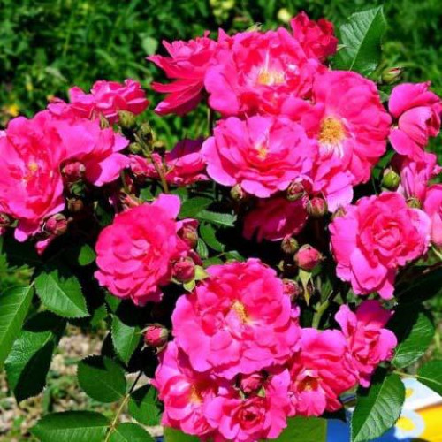 Роза канадская Ruth Роза канадская Ruth