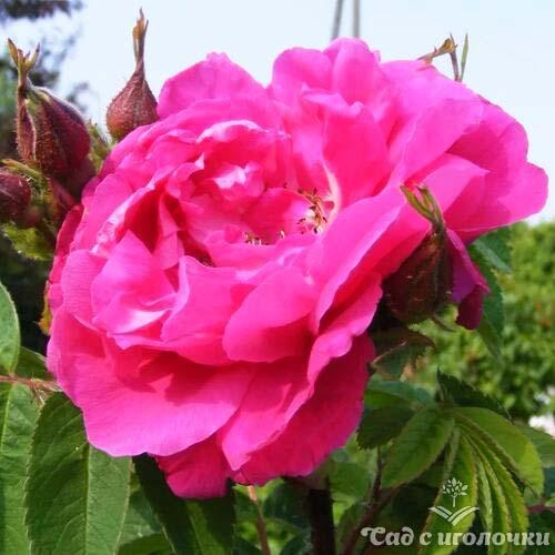 Роза канадская Ruth Роза канадская Ruth