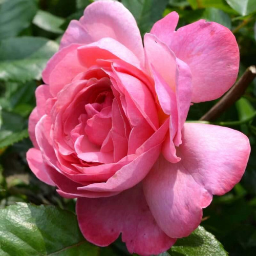 Роза шраб Кёльнер Флора (Kolner Flora) Роза шраб Кёльнер Флора (Kolner Flora)