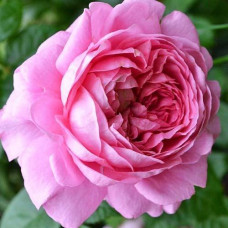 Роза кустовая Princess Alexandra of Kent (Принцесса Александра оф Кент) (корнесобственная)