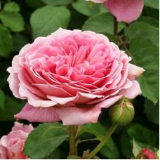 Роза кустовая Princess Alexandra of Kent (Принцесса Александра оф Кент) (корнесобственная)