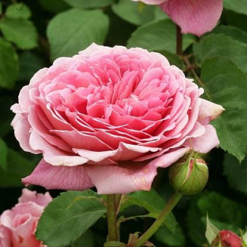 Роза кустовая Princess Alexandra of Kent (Принцесса Александра оф Кент) (корнесобственная) Роза кустовая Princess Alexandra of Kent (Принцесса Александра оф Кент) (корнесобственная)