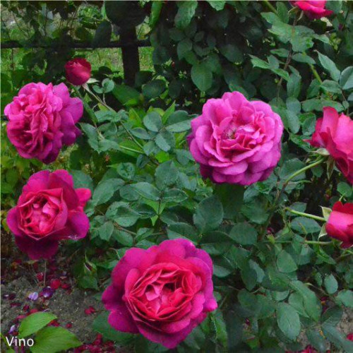 Роза кустовая Vino Rosso (Вино Россо) (корнесобственная) Роза кустовая Vino Rosso (Вино Россо) (корнесобственная)