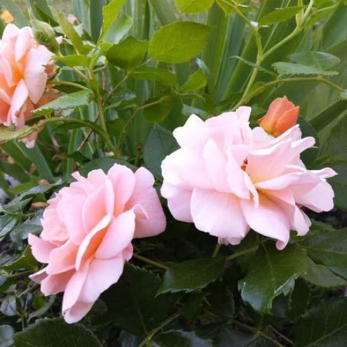 Роза патио и спрей Милки Вей (Milky Way) Роза патио и спрей Милки Вей (Milky Way)