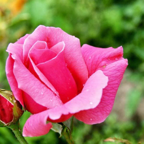 Роза чайно-гибридная Равель (Ravel) Роза чайно-гибридная Равель (Ravel)