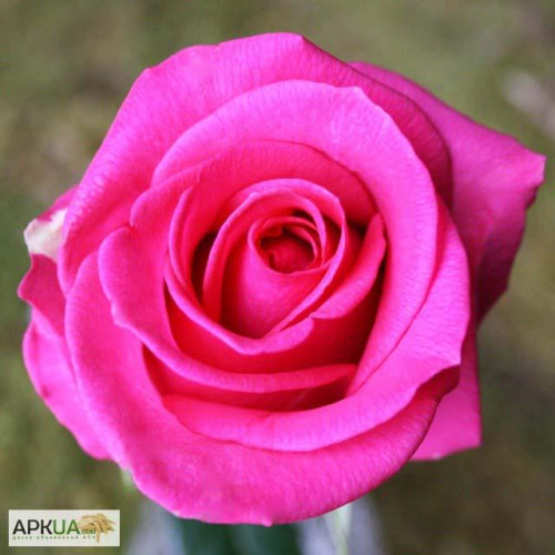 Роза чайно-гибридная Равель (Ravel) Роза чайно-гибридная Равель (Ravel)