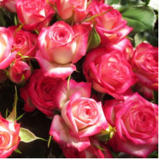 Роза патио и спрей Сафина (Safina)