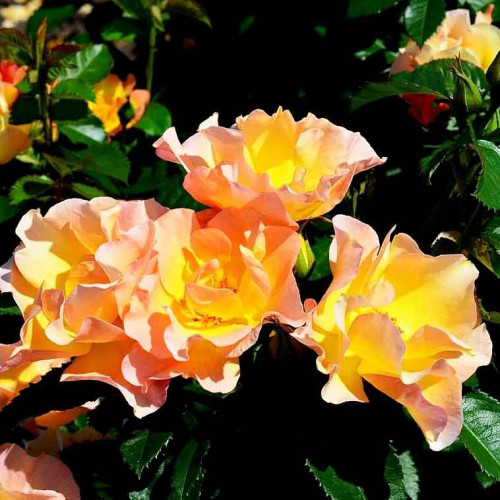 Роза шраб Морден Санрайз (Morden Sunrise) Роза шраб Морден Санрайз (Morden Sunrise)