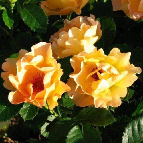 Роза шраб Морден Санрайз (Morden Sunrise) Роза шраб Морден Санрайз (Morden Sunrise)