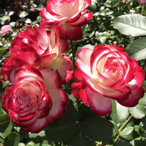 Роза флорибунда Юбилей принца Монако (Jubile du Prince de Monaco) Роза флорибунда Юбилей принца Монако (Jubile du Prince de Monaco)