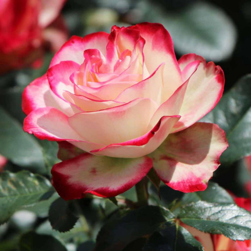 Роза флорибунда Юбилей принца Монако (Jubile du Prince de Monaco) Роза флорибунда Юбилей принца Монако (Jubile du Prince de Monaco)