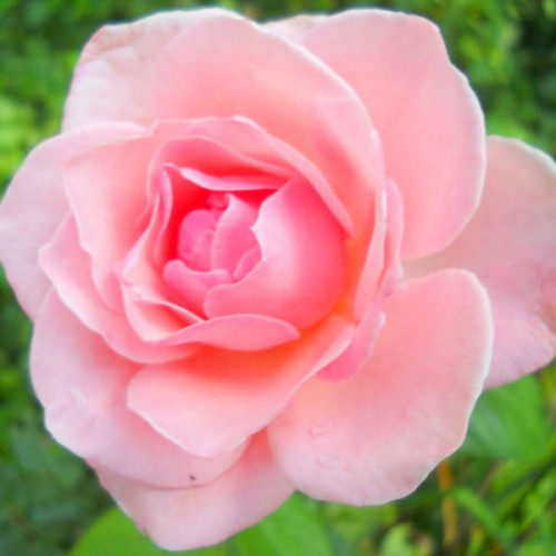 Роза чайно-гибридная Пинк Пантер (Pink Panther) Роза чайно-гибридная Пинк Пантер (Pink Panther)