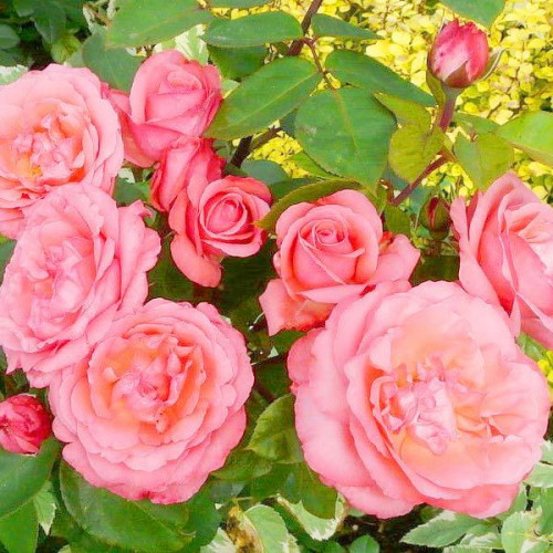 Роза чайно-гибридная Пинк Пантер (Pink Panther) Роза чайно-гибридная Пинк Пантер (Pink Panther)