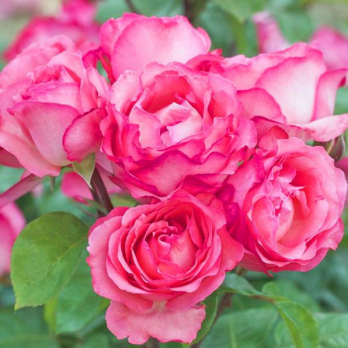 Роза чайно-гибридная Пинк Пантер (Pink Panther) Роза чайно-гибридная Пинк Пантер (Pink Panther)