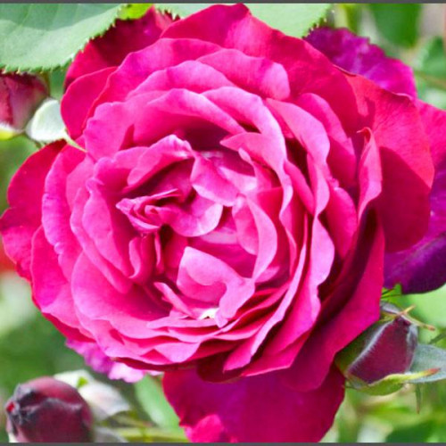 Роза флорибунда Блю Иден (Blue Eden) Роза флорибунда Блю Иден (Blue Eden)