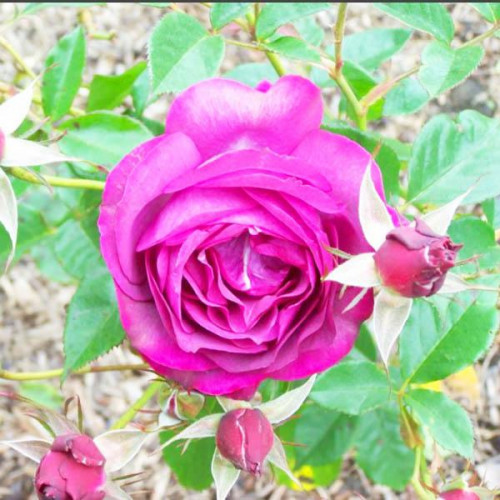 Роза флорибунда Блю Иден (Blue Eden) Роза флорибунда Блю Иден (Blue Eden)