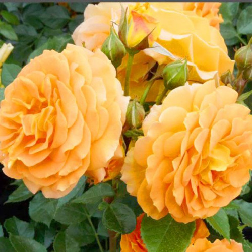 Роза флорибунда Голдельзе (Goldelse) Роза флорибунда Голдельзе (Goldelse)