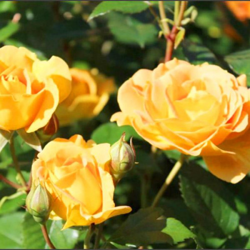 Роза флорибунда Голдельзе (Goldelse) Роза флорибунда Голдельзе (Goldelse)