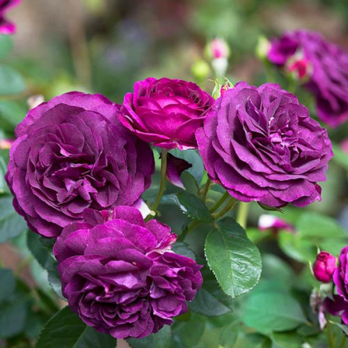 Роза флорибунда Твайлайт Зоун (Twilight Zone) Роза флорибунда Твайлайт Зоун (Twilight Zone)