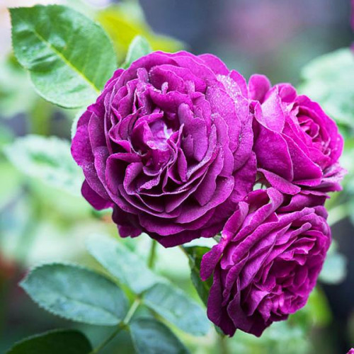 Роза флорибунда Твайлайт Зоун (Twilight Zone) Роза флорибунда Твайлайт Зоун (Twilight Zone)