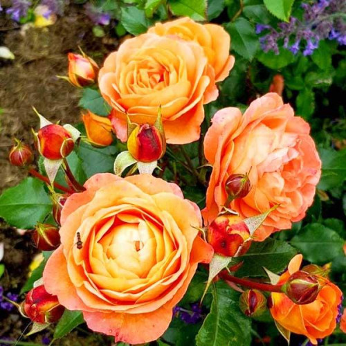 Роза флорибунда Феникс (Phoenix) Роза флорибунда Феникс (Phoenix)